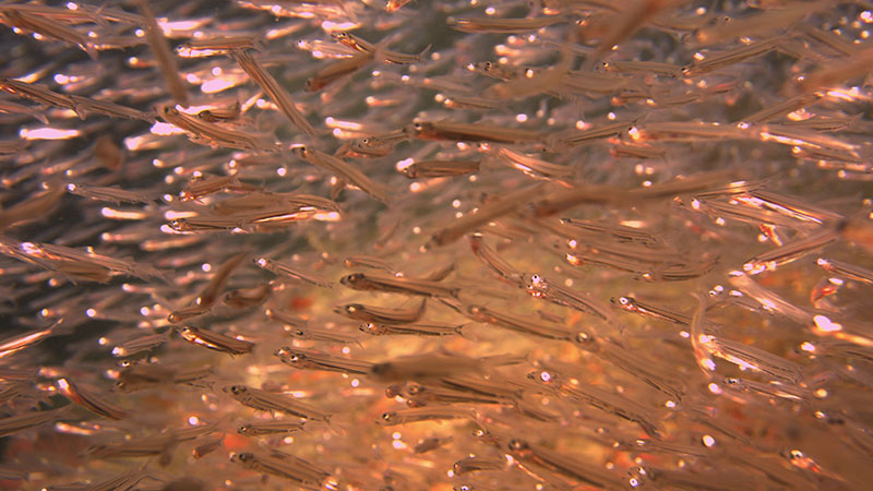 School of curious small fish attracted by the ROV lights while diving at night.