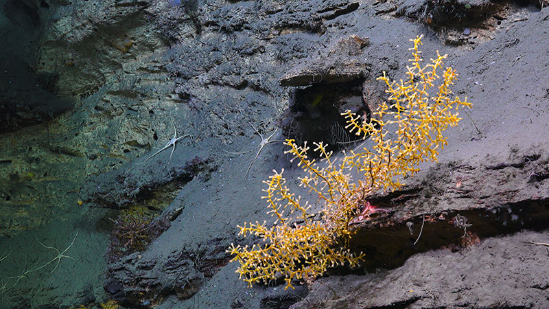 This Acanthogorgia coral was one of our target species on Dive 5 at Pamlico Canyon.