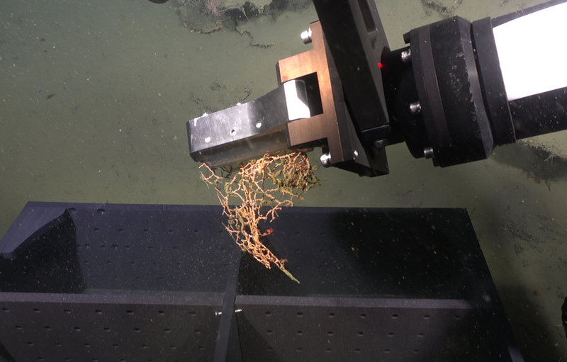 Coral sample held in the collecting arm of the ROV just before it is placed in the collecting box for transport to the ship.