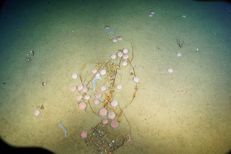 A large Macrocystic kelp fall was observed on the Patton Escarpment being grazed upon by fragile pink urchins (Strongylocentrotus fragilis) at 728 meters (~2,388 feet). Many other invertebrate species and some fishes were observed to live in and around the kelp fall. Sea cucumbers (Pannychia sp.) and sea pens were more characteristic of the surrounding soft bottom community.