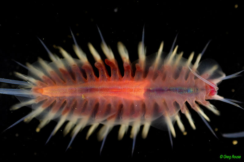 This whimsical creature is identified as a ‘macellicephalin scale worm’ and was collected by ROV Hercules during this cruise.