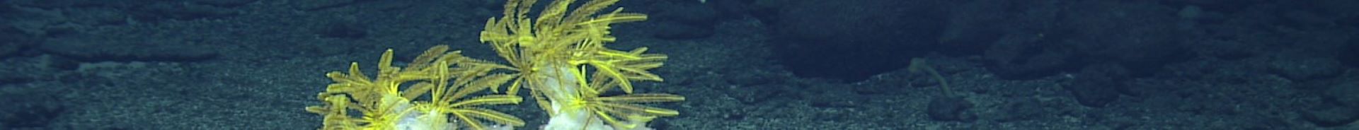 Microbial Ecosystem Services on Seamounts in the Papahānaumokuākea Marine National Monument