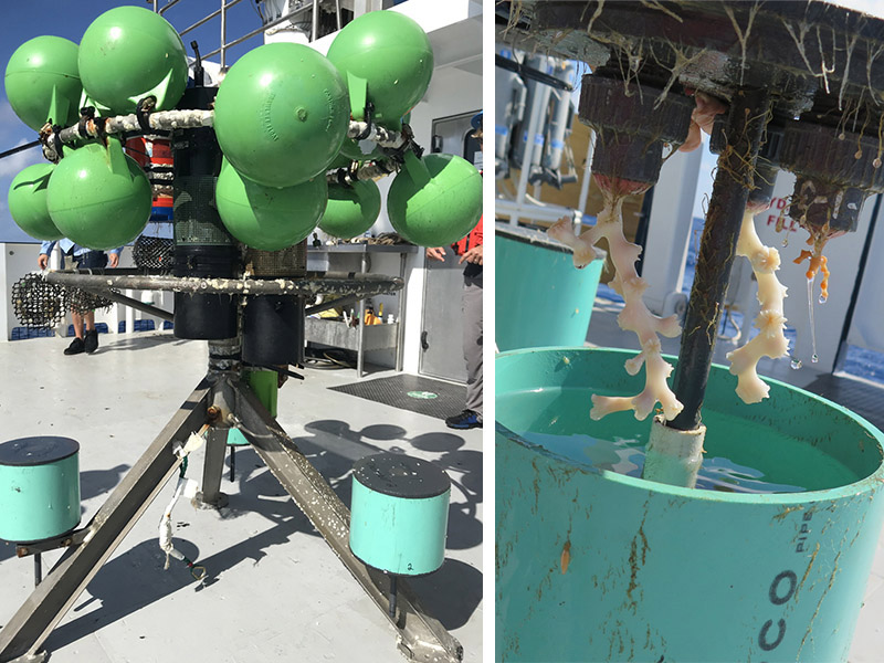 Diagram for the benthic lander used during the Exploration and Characterization of the Fine-Scale Physical-Biogeochemical Environment Over Deep Coral Reefs on the West Florida Slope Using Integrated Remotely Operated Vehicle-Lander-Sensor Systems expedition (left) and the benthic lander with coral chambers showing live coral fragments after recovery from the “Many Mounds” site (right).