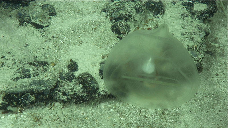 Predatory Tunicate (15 centimeters/5.9 inches wide) with possible food in its gut was seen during Dive 2 of the during the Illuminating Biodiversity in Deep Waters of Puerto Rico 2022 expedition. This entire family of tunicates has never been collected from the Caribbean before.