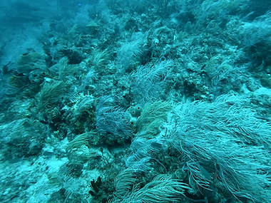 Corals and Sponges