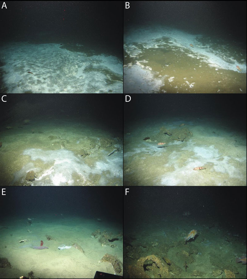 Photos of various bacterial mats encountered during Student Explorations Around Southern California: Acoustics, Paleolandscapes, and Environments at Sea remotely operated vehicle (ROV) dives 1.86 to 2.17 miles north of Anacapa Island. Red dots in the images are 20 centimeters (7.87 inches) apart. Images A and B are areas with thick (several centimeter) bacterial coverage, some dark seafloor staining (interpreted to be sulfate staining), and minimal/early carbonate development. Images C and D are areas with 1- to 2-meter (3.28- to 6.56-foot)-wide bacterial mats with low to moderate relief carbonates. Active carbonate formation is shown in Image E. Image F has abundant moderate- to high-relief carbonates that are representative of typical authigenic carbonates with small (less than 20 centimeter) patchy bacterial mats. Images A-D and F are from ROV Dive 3. Image E is from ROV Dive 8.