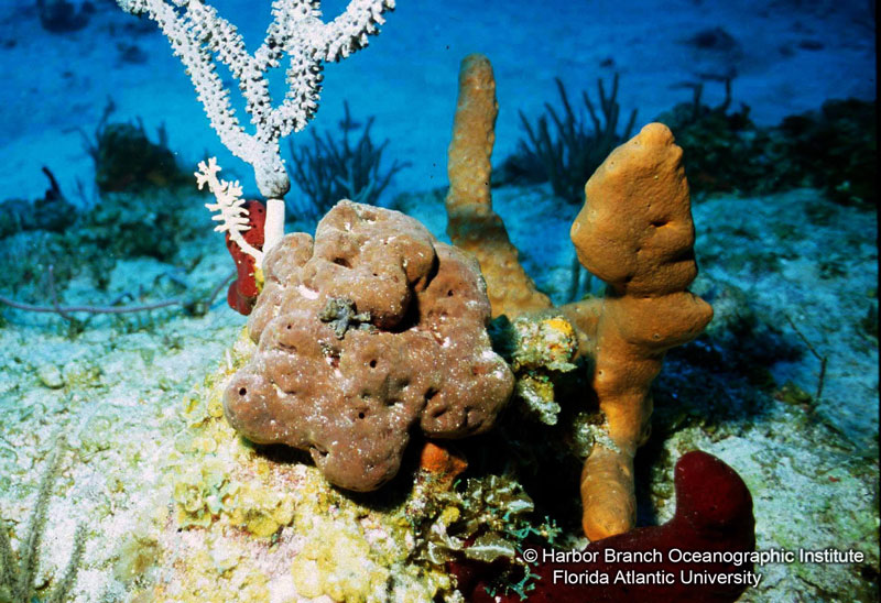 The marine sponge Discodermia dissoluta, seen here, contains many natural products with potential anti-cancer use that kill cells and lower inflammation.