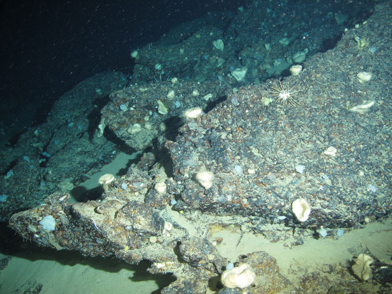 A site like this, so rich in sponges, is a feast for drug discovery. The many different kinds of sponges seen here could have very different marine natural products in them, which could mean potential cures for many different diseases.