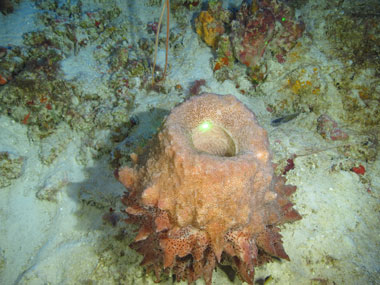 A spikey, red giant barrel sponge (Xestospongia muta) seen off western Puerto Rico at a depth of 76 meters (249 feet) during Exploration of Deepwater Habitats off Puerto Rico and the U.S. Virgin Islands for Biotechnology Potential.