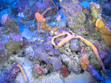 A very rich site with orange, purple, and pink sponges seen off southern Puerto Rico at a depth of 89 meters (292 feet) during Exploration of Deepwater Habitats off Puerto Rico and the U.S. Virgin Islands for Biotechnology Potential.