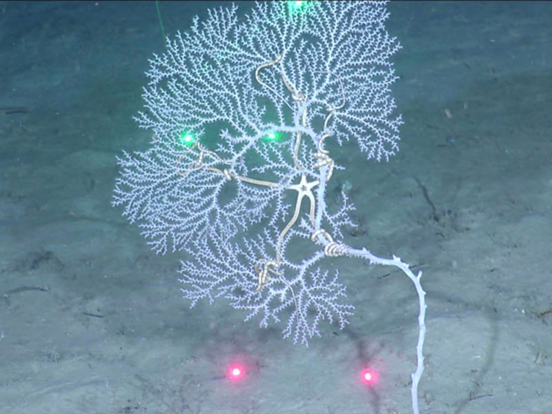 A gorgonian with a brittle star seen off southwestern Puerto Rico at a depth of 366 meters (1,201 feet) during Exploration of Deepwater Habitats off Puerto Rico and the U.S. Virgin Islands for Biotechnology Potential.