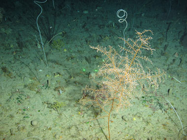 A tall (approximately 50 centimeters, 20 inches), bushy gorgonian coral seen off western Puerto Rico at a depth of 157 meters (515 feet) during Exploration of Deepwater Habitats off Puerto Rico and the U.S. Virgin Islands for Biotechnology Potential.