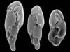 Foraminifera