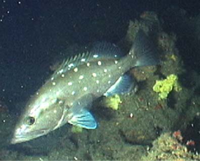 snowy grouper