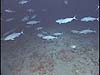 School of greater amberjacks