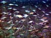 school of pygmy rockfish