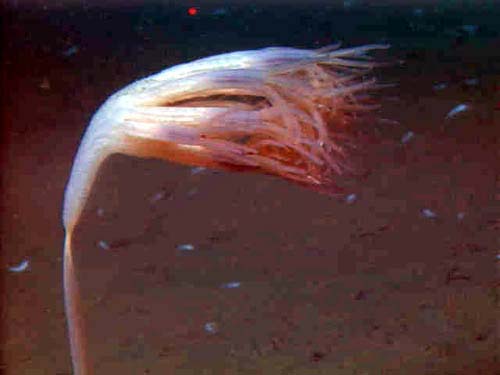 An octocoral anchored to a substrate 