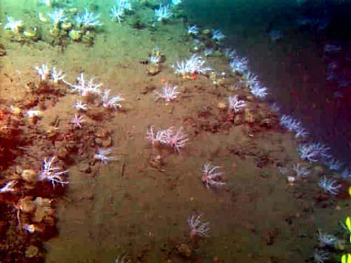 White sea cucumber communities