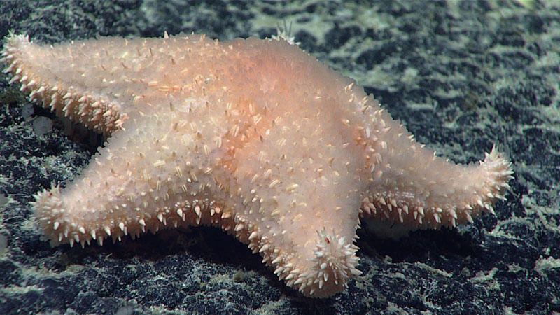 Hippasteria capstonei gets its name from NOAA Ocean Exploration’s Campaign to Address Pacific monument Science, Technology, and Ocean NEeds (CAPSTONE) on NOAA Ship Okeanos Explorer, the campaign during which this species was observed and collected. This sea star was seen on South Johnston Seamount at a depth of 1,982 meters (1.2 miles) in the Johnston Atoll Unit of the Pacific Remote Islands Marine National Monument.