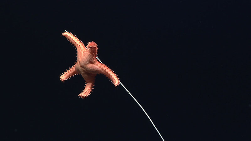 Atheraster symphonium represents a new genus and species of sea stars. The species name comes from the Greek word for “symphony” and represents the location where the species was collected: the Musicians Seamounts. This A. symphonium was seen at 2,497 meters (1.6 miles) in depth feeding on a bamboo coral on the McDonnell Guyot in the Wake Island Unit of the Pacific Remote Islands Marine National Monument.