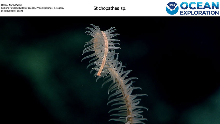 When it first appeared in the Benthic Deepwater Animal Identification Guide, this sponge was unknown to science. It has since been formally described and given the name Advhena magnifica (meaning "magnificent alien")