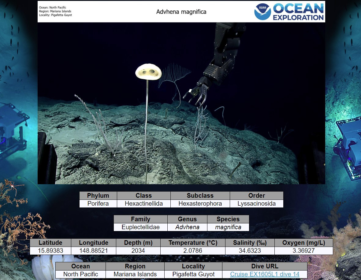 Example of an image in the Benthic Deepwater Animal Identification Guide user interface