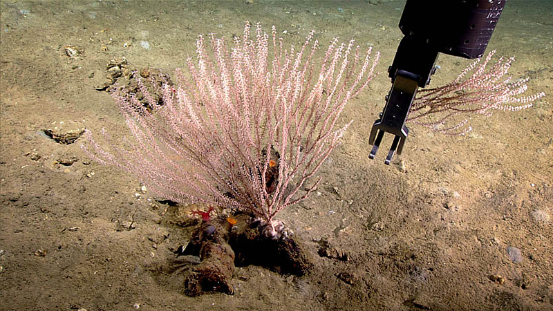 Collecting a coral sample with the ROV