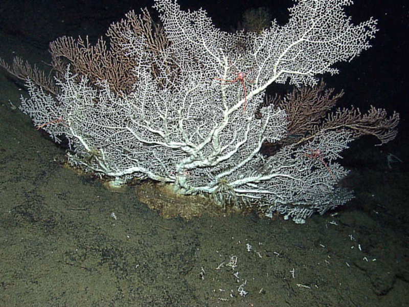 Scleractinian hard coral imaged by the Little Hercules ROV at 1382 meters depth. Based on published results, this coral may be 1,000 to 6,000 years old.