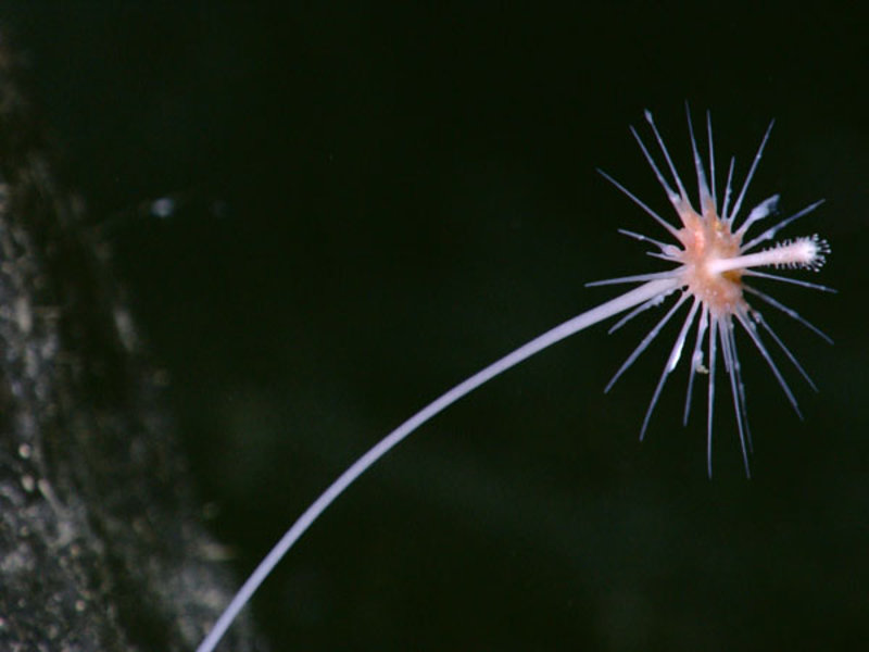 This close-up could almost pass for a flower in your garden, but appears to be a sponge - probably a 'carnivorous sponge' of the cladorhizids. Image captured by the ROV camera around 1000m depth.