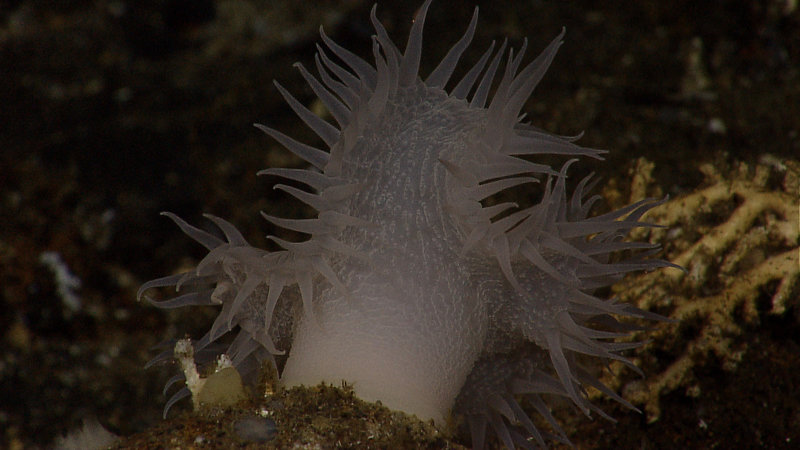 Some of the stunning imagery collected by the Little Hercules ROV during its dives from July 2010.