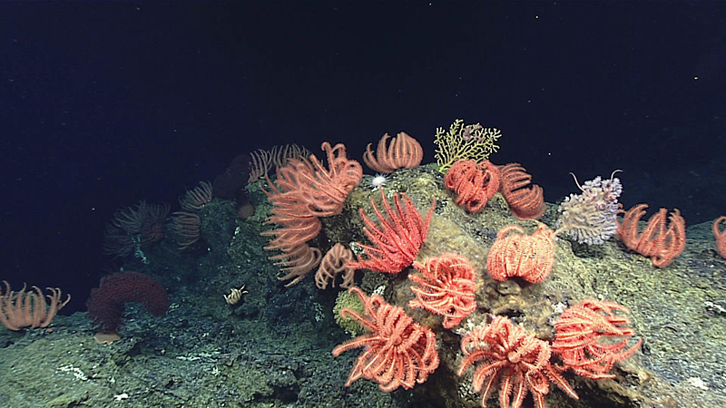 A large aggregation of brisingid sea stars seen during the 2016 Hohonu Moana: Exploring Deep Waters off Hawai’i (EX1504) in and around the Papahānaumokuākea Marine National Monument.