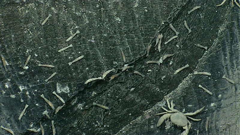 Shrimp and crabs colonizing a rock outcrop at a diffuse venting site.