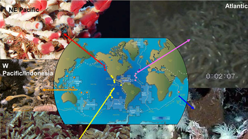 Piecing Together the Puzzle of Animal Communities at Vents Sites in the Global Ocean