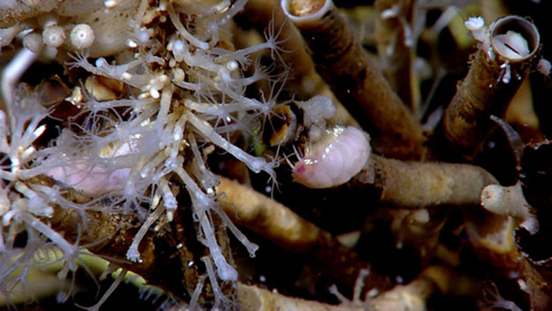 Through the power of technology, scientists on the ship and on shore are able to view and learn about the complex ecosystems in the Gulf of Mexico.