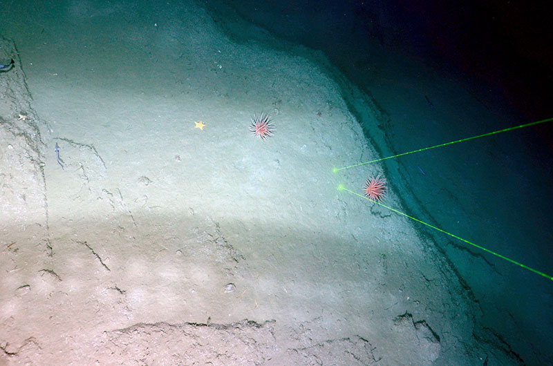 TowCam image of part of the landslide scarp from which the above material was dislodged.  The scarp in this image has an extensive sediment drape and has been modified by biological activity.