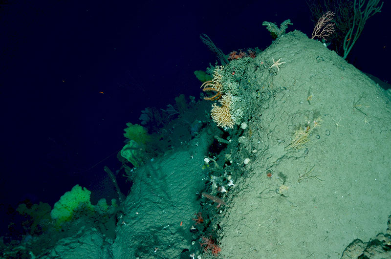 A diverse assemblage of corals and sponges, including yellow sponges (lower left) and colonial and solitary scleractinian (stony) corals (center of photo), observed on the western side of Munson Canyon (1,037-1,266 meters).