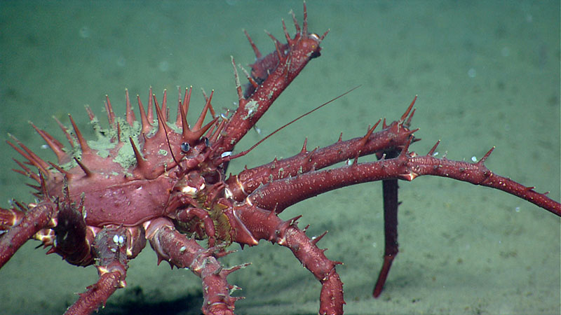 A porcupine crab makes its way over the muddy bottom.