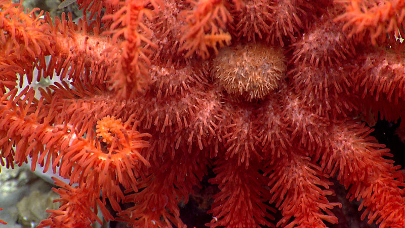 Close up of a brisingid seastar.