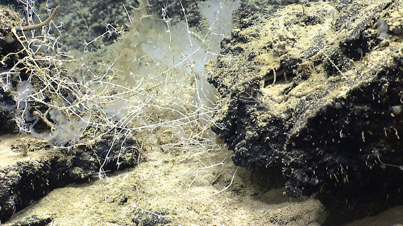 Bramble bamboo coral. These colonies (at least when younger have very thin branches and grow in these tangled thickets. You can see the polyps arising from several branches; they are very widely spaced along each branch. There appears to be a sponge intertwined with the bramble; the parts of the sponge that are brownish are dead, and the living parts white.