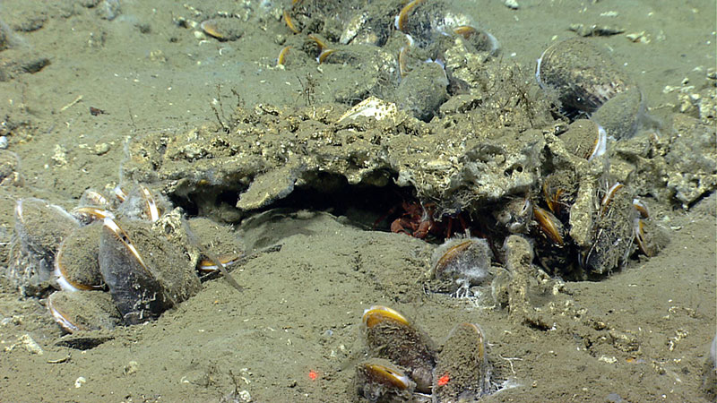 Clusters of live Bathymodiolus mussels (left side, foreground, and background) like these were encountered by D2 on both the July 11 and July 12 dives at seep sites south of Nantucket. White cottony coating on some of the mussel shells is from bacteria. Laser dots are 10 centimeters apart.