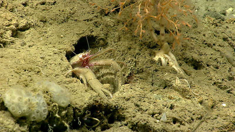 The seafloor in this image is a mix of semi-consolidated to consolidated material overlain by sediment, providing a number of different types of habitats for sessile and mobile fauna.