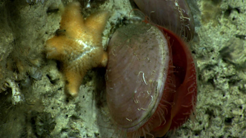 Peribolaster or unknown?