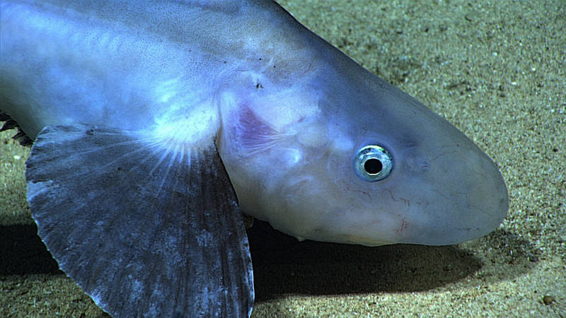 Potentially a new observation for Puerto Rico waters, this jellynose fish was observed at the end of our dive on Whiting Seamount at a depth of 545 meters.