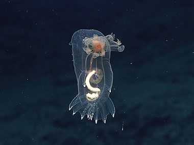 A swimming sea cucumber seen near the cliff.