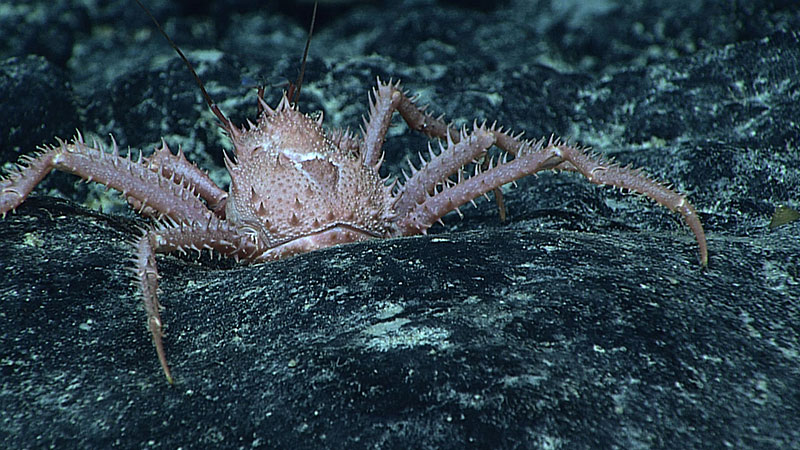 The unknown thorn-studded king crab marches across the seafloor.