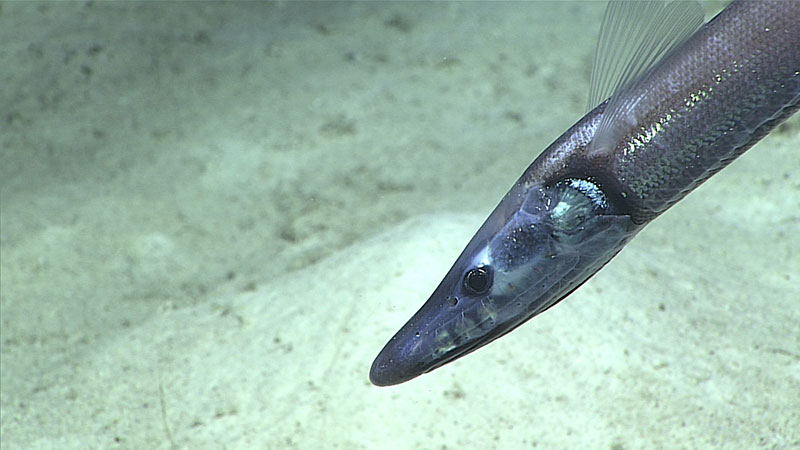 This halosaur was seen in a submarine canyon north of French Frigate Shoals in the Papahānaumokuākea Marine National Monument. 