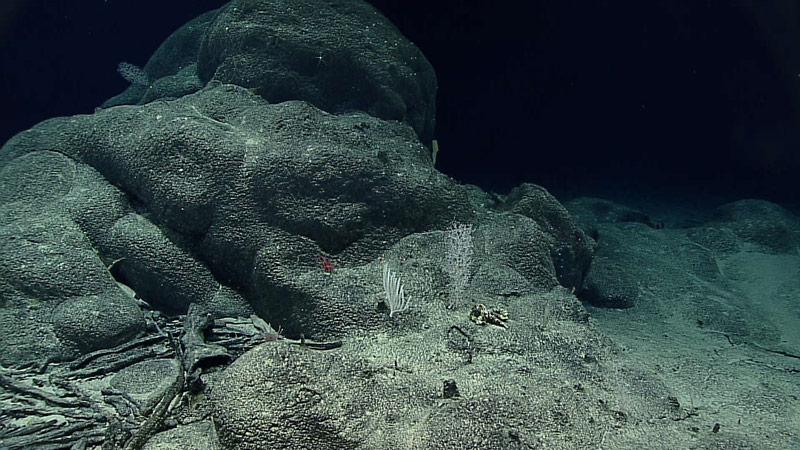 Ferromanganese crusts draping rocks (and even old sponge stalks) at Fryer Guyot in the Mariana region.