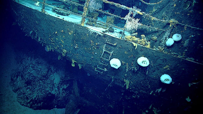 The ship sits upright and intact on the bottom and now serves as a habitat for anemones, glass sponges, anglerfish, and other animals.