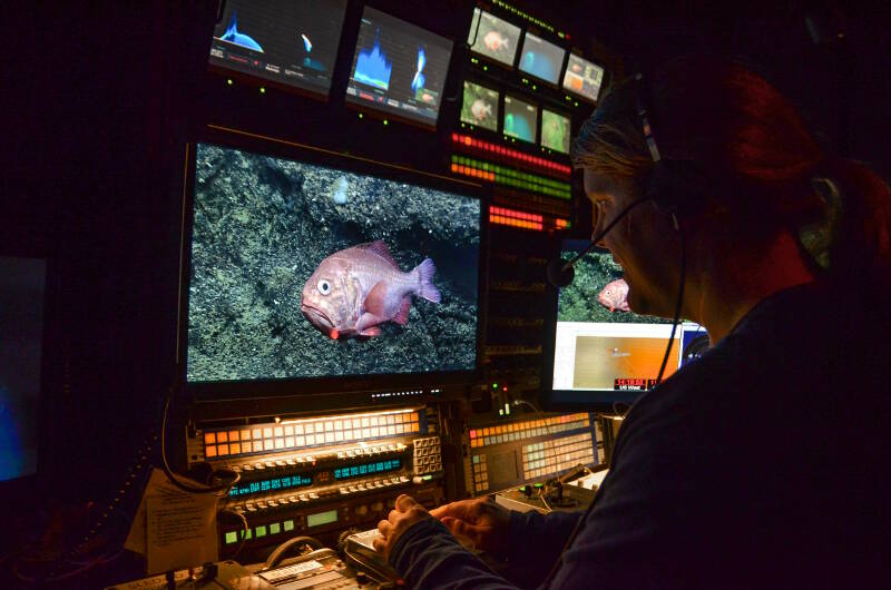 Caitlin Bailey is working in the shading chair on the Okeanos Explorer. From this chair, she can control the zoom, focus, and exposure of the remotely operated vehicle cameras.