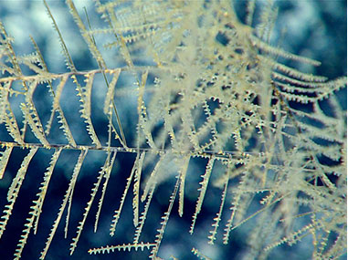 Potential new species of black coral that was collected.